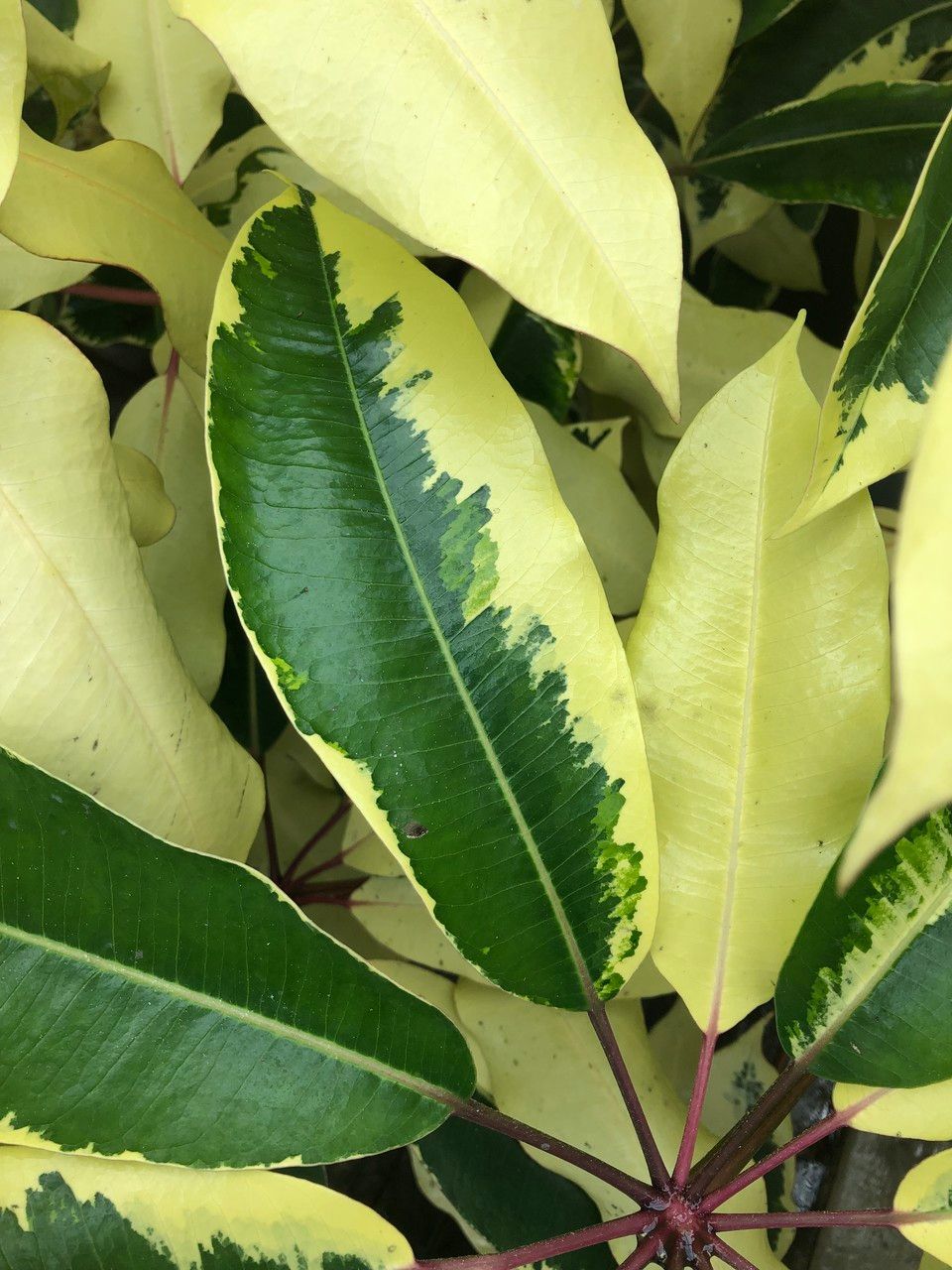 Schefflera pueckleri cv. 'Variegata' leaf