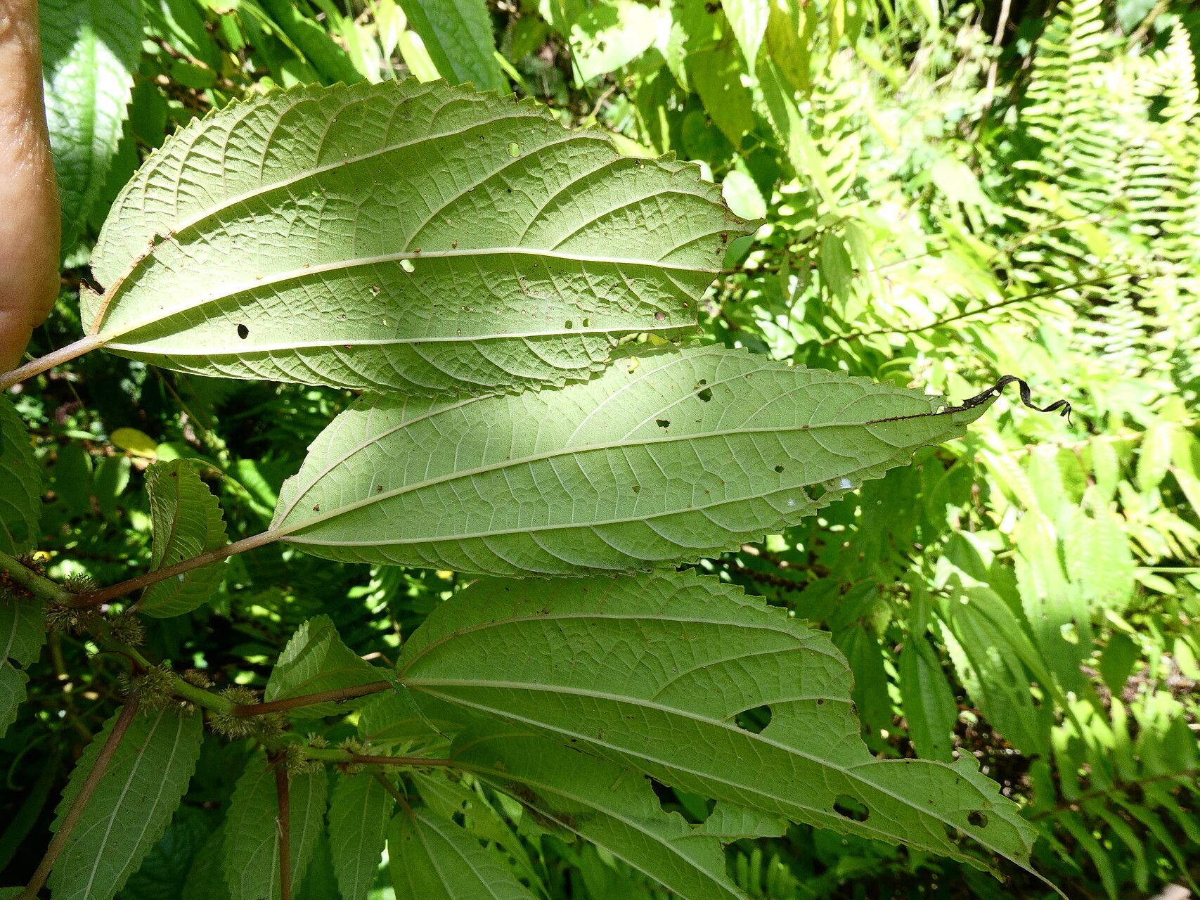 Boehmeria ramiflora — search result for 'Boehmeria'