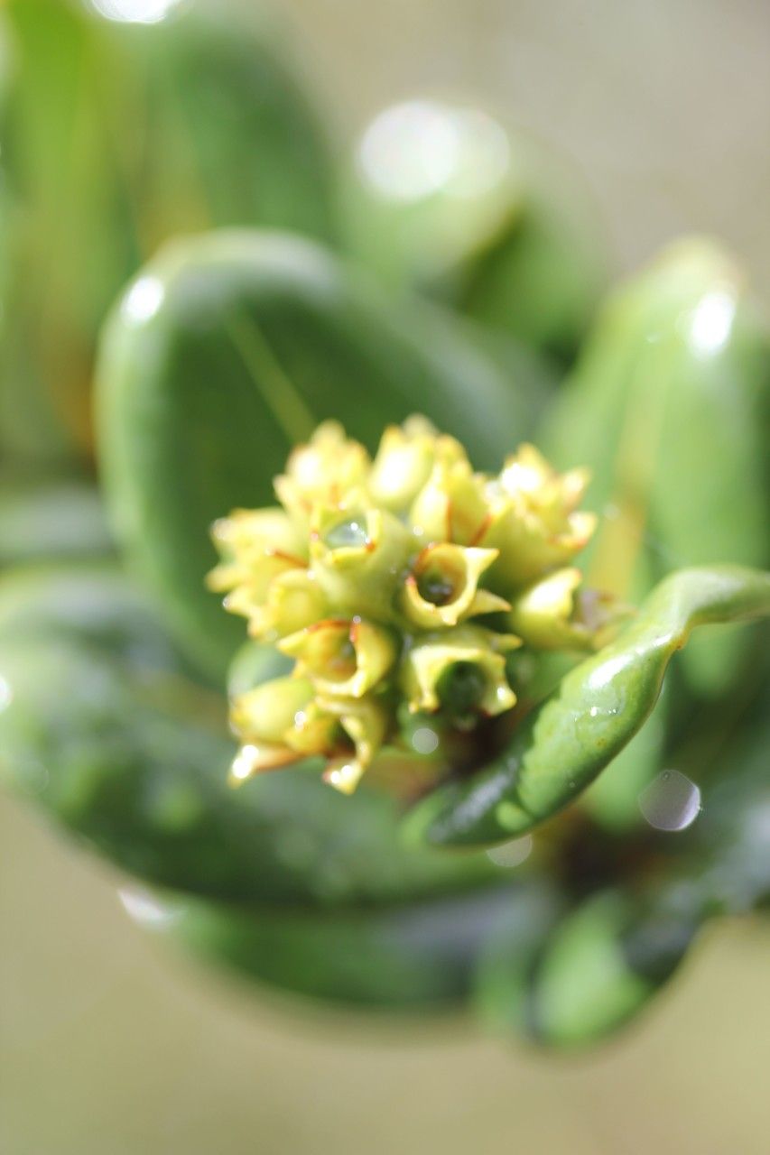 Gaertnera rotundifolia flower