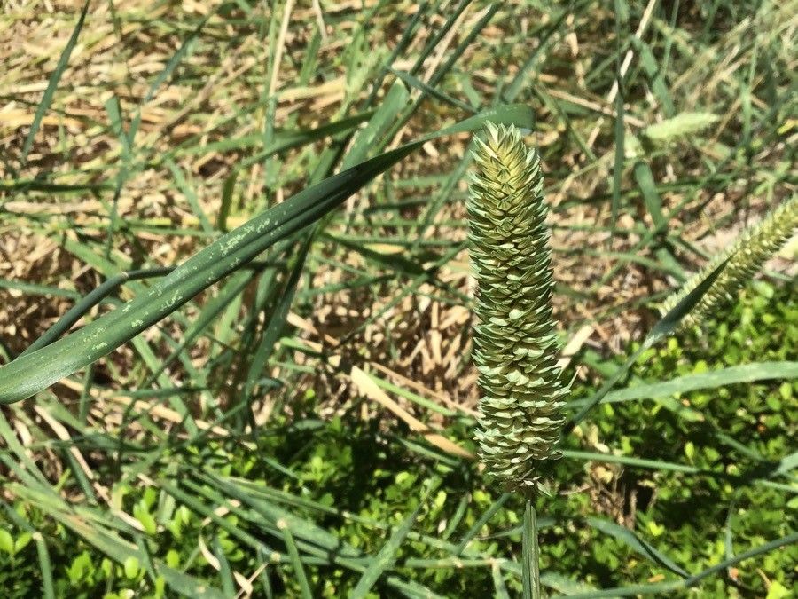 Sesleria coerulans fruit
