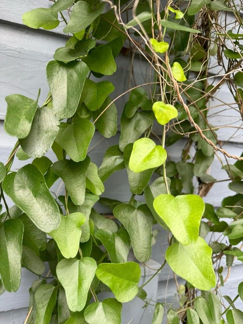 Cocculus diversifolius — related species from the same genus