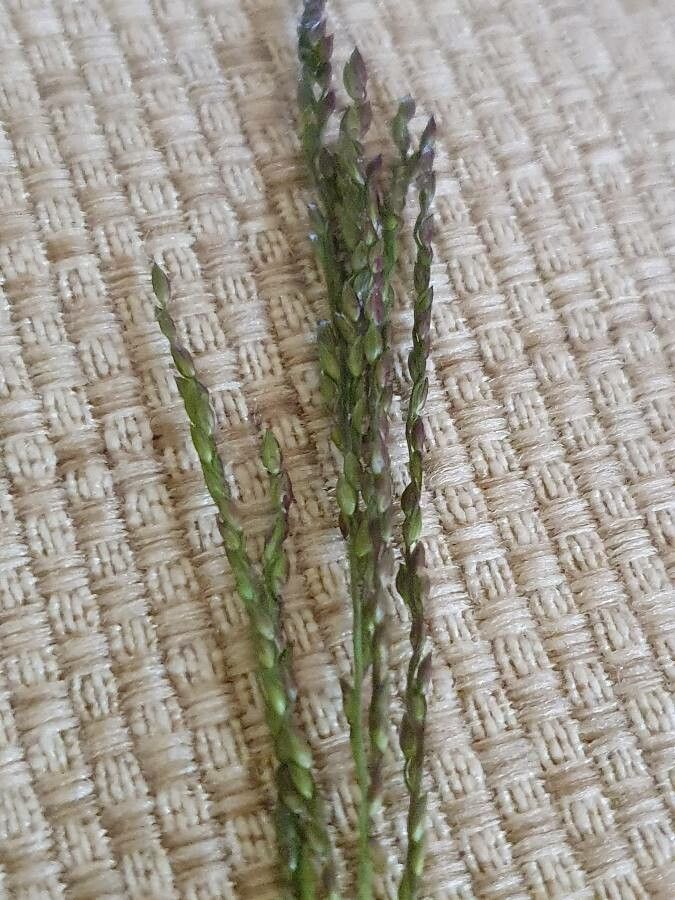 Digitaria velutina fruit