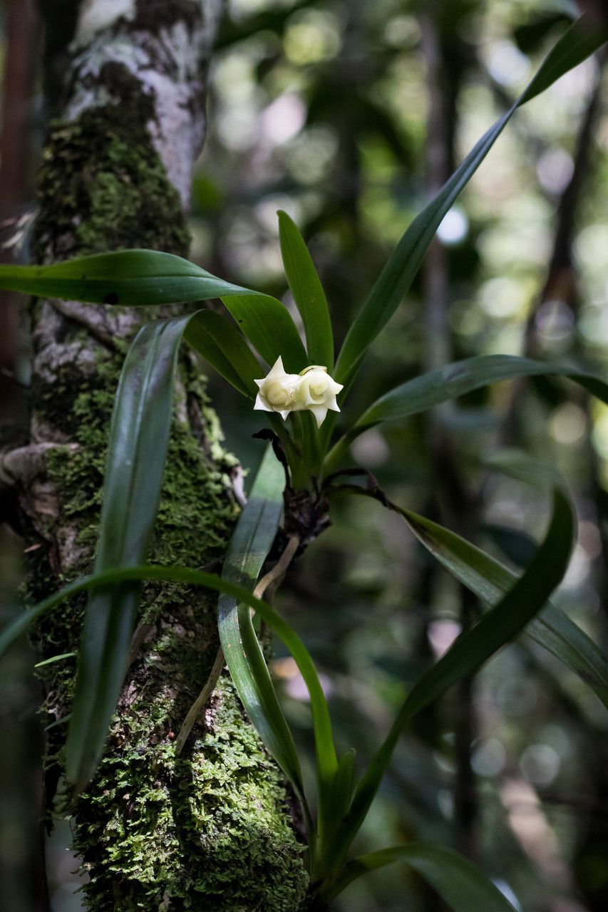 Angraecum cadetii habit