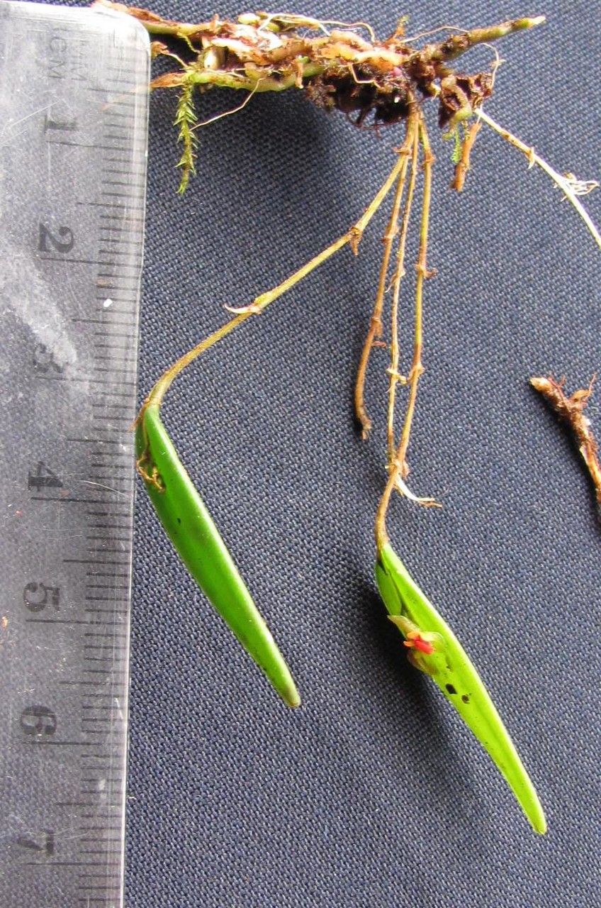 Lepanthes lindleyana other