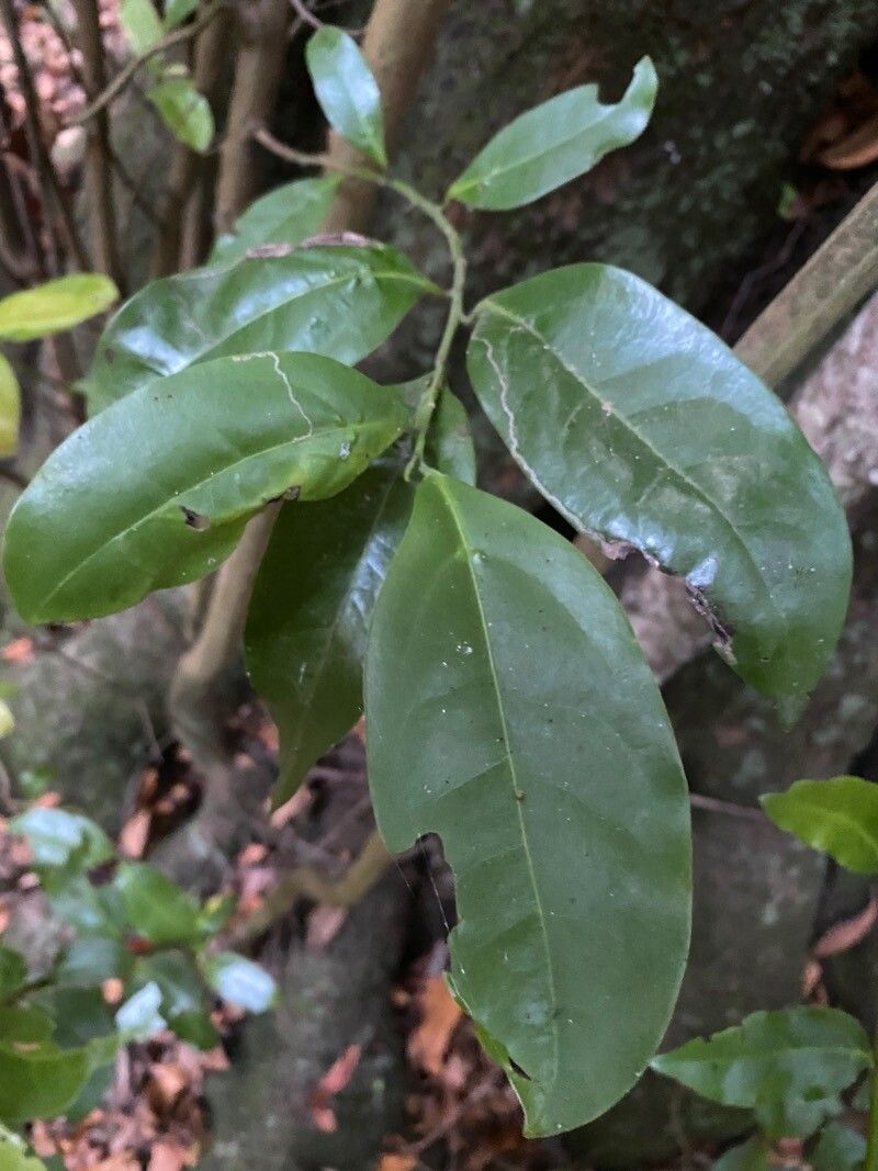 Ocotea foetens leaf