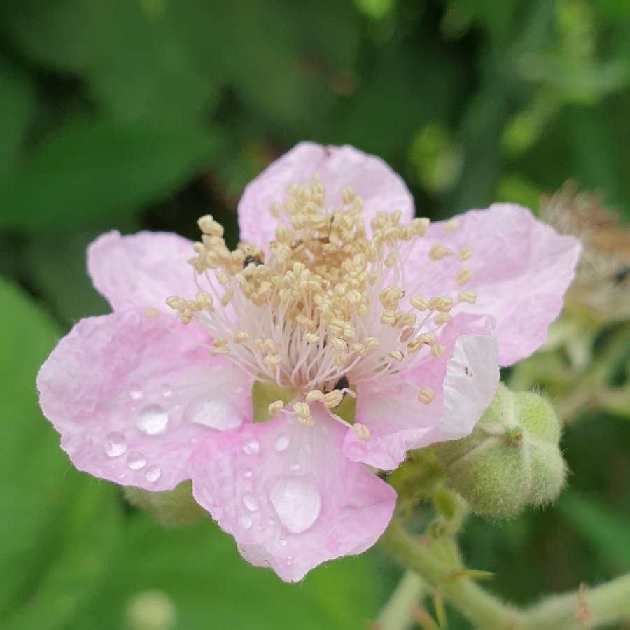 Rubus nemophilus flower