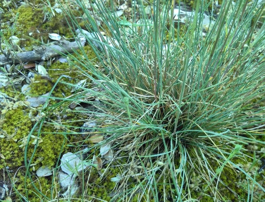 Festuca marginata leaf