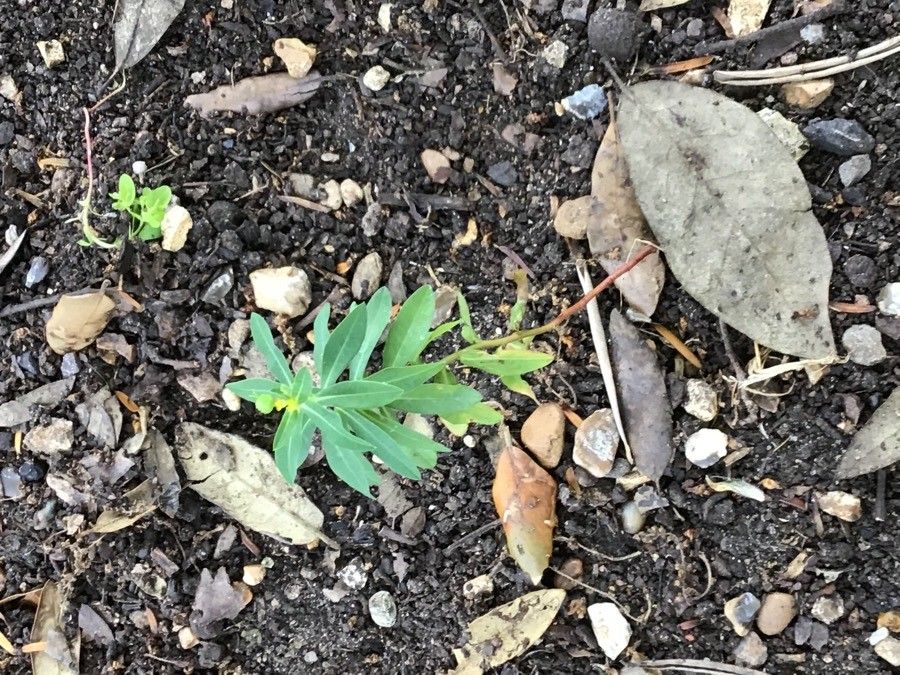 Fritillaria acmopetala