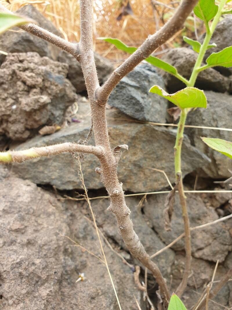 Echium stenosiphon bark