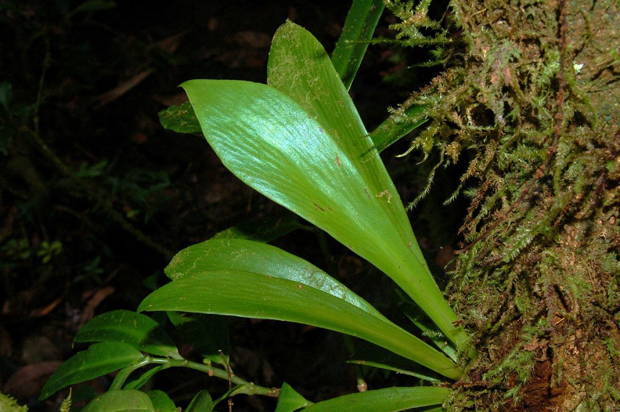 Antrophyum alatum leaf