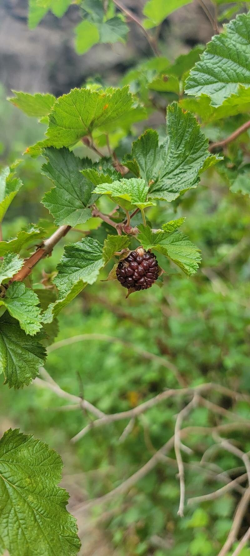 Rubus deliciosus fruit