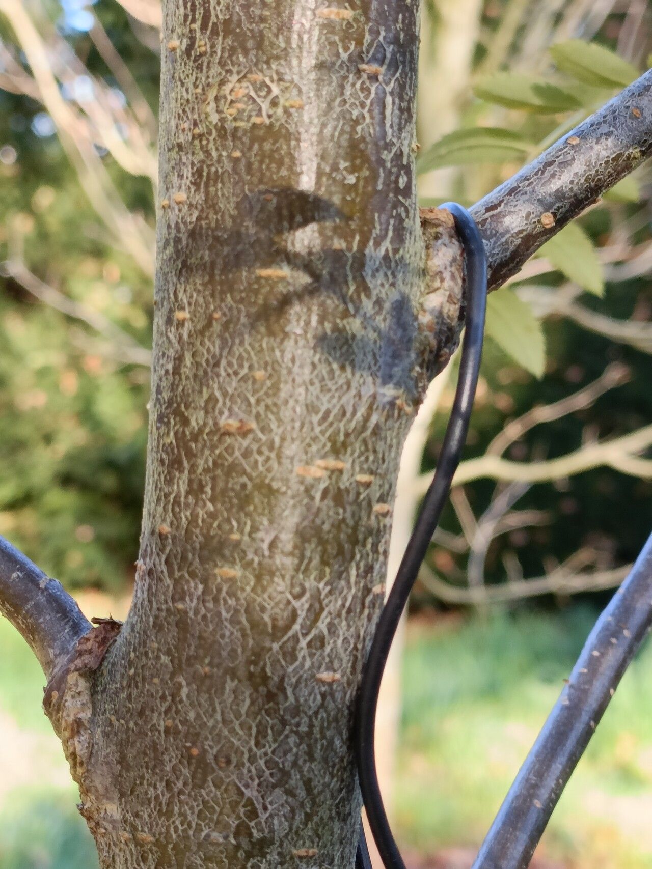 Sorbus ellipsoidalis bark