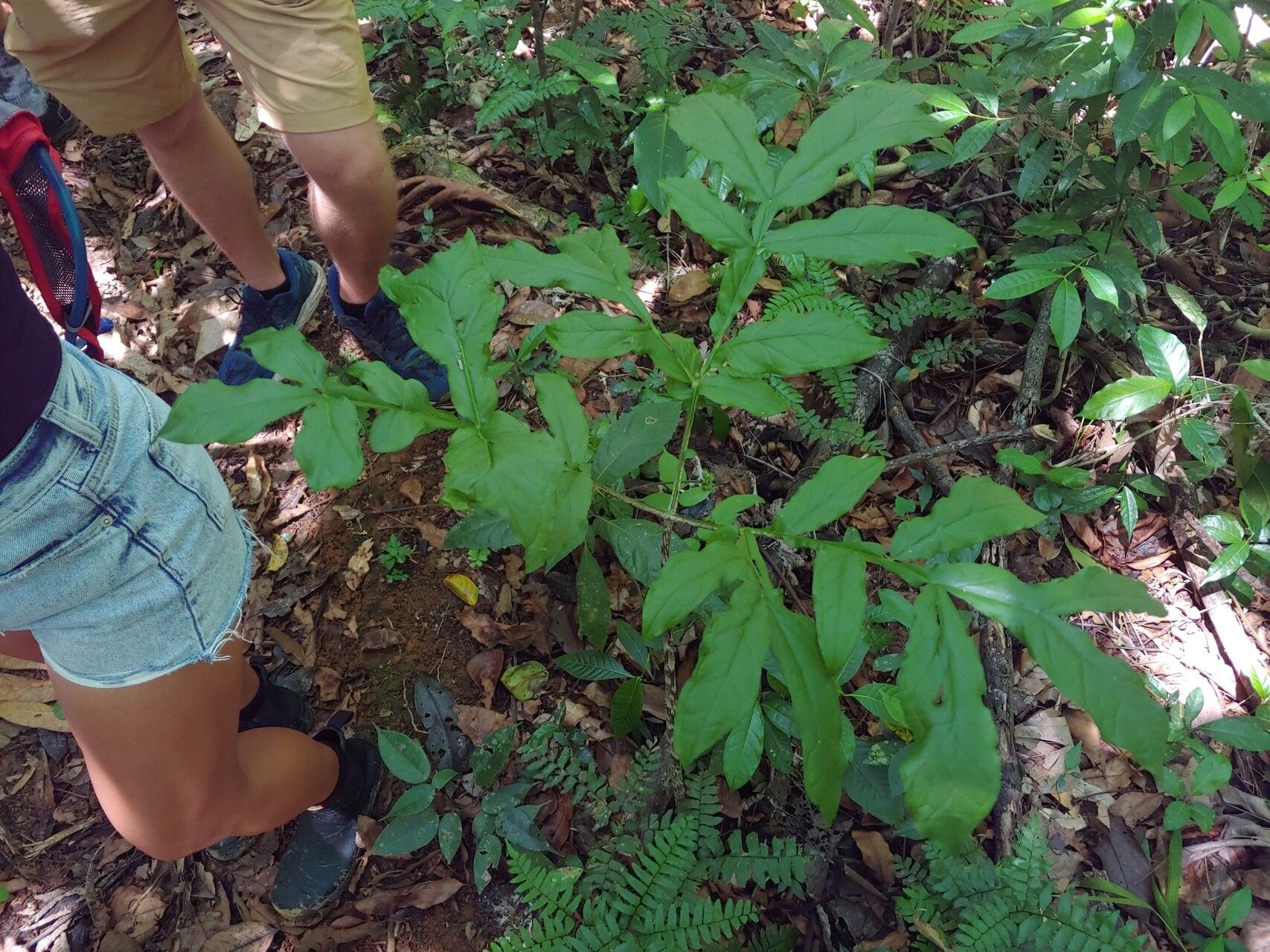 Dracontium asperum — related species from the same genus