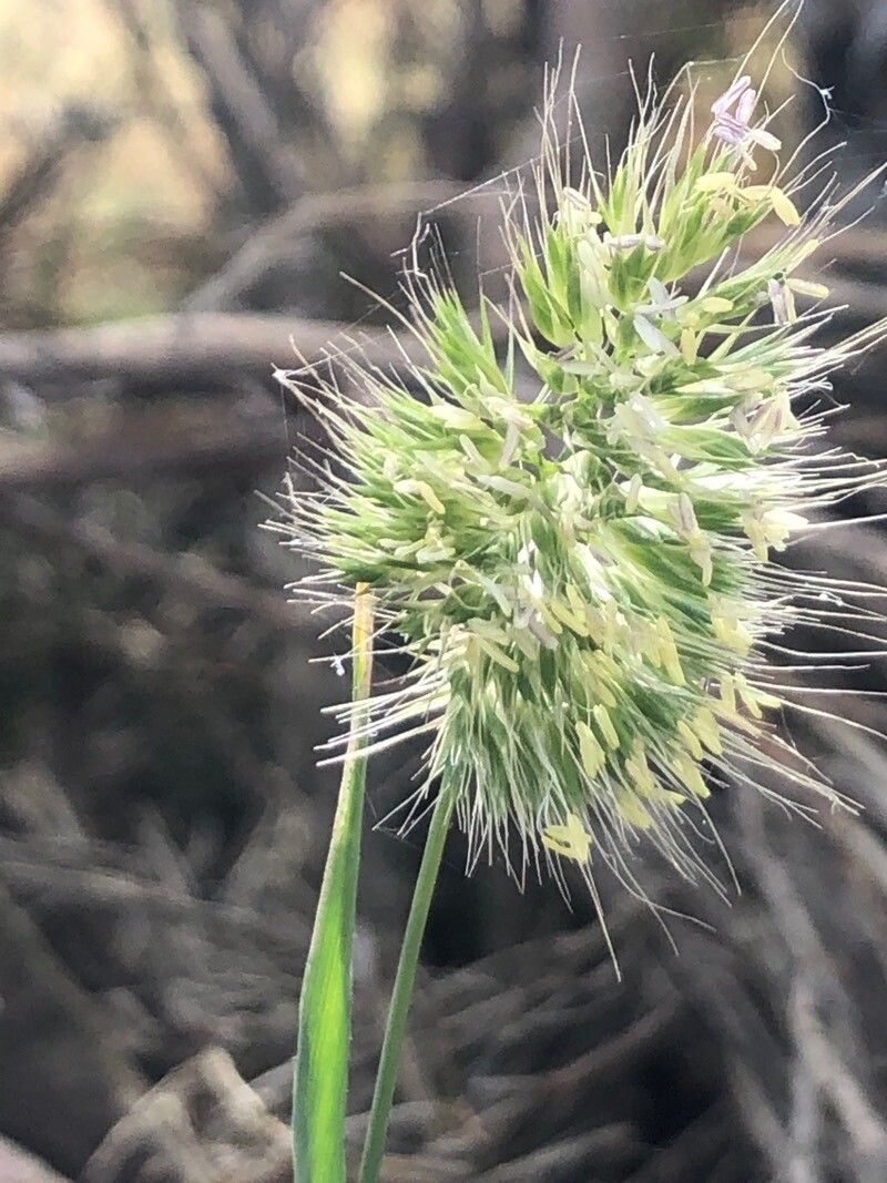 Cynosurus echinatus flower