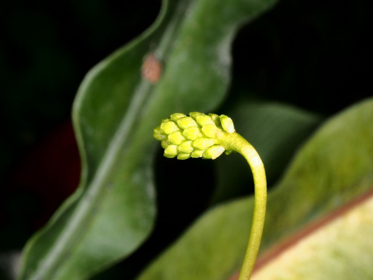 Bulbophyllum atrorubens — search result for 'Bulbophyllum'