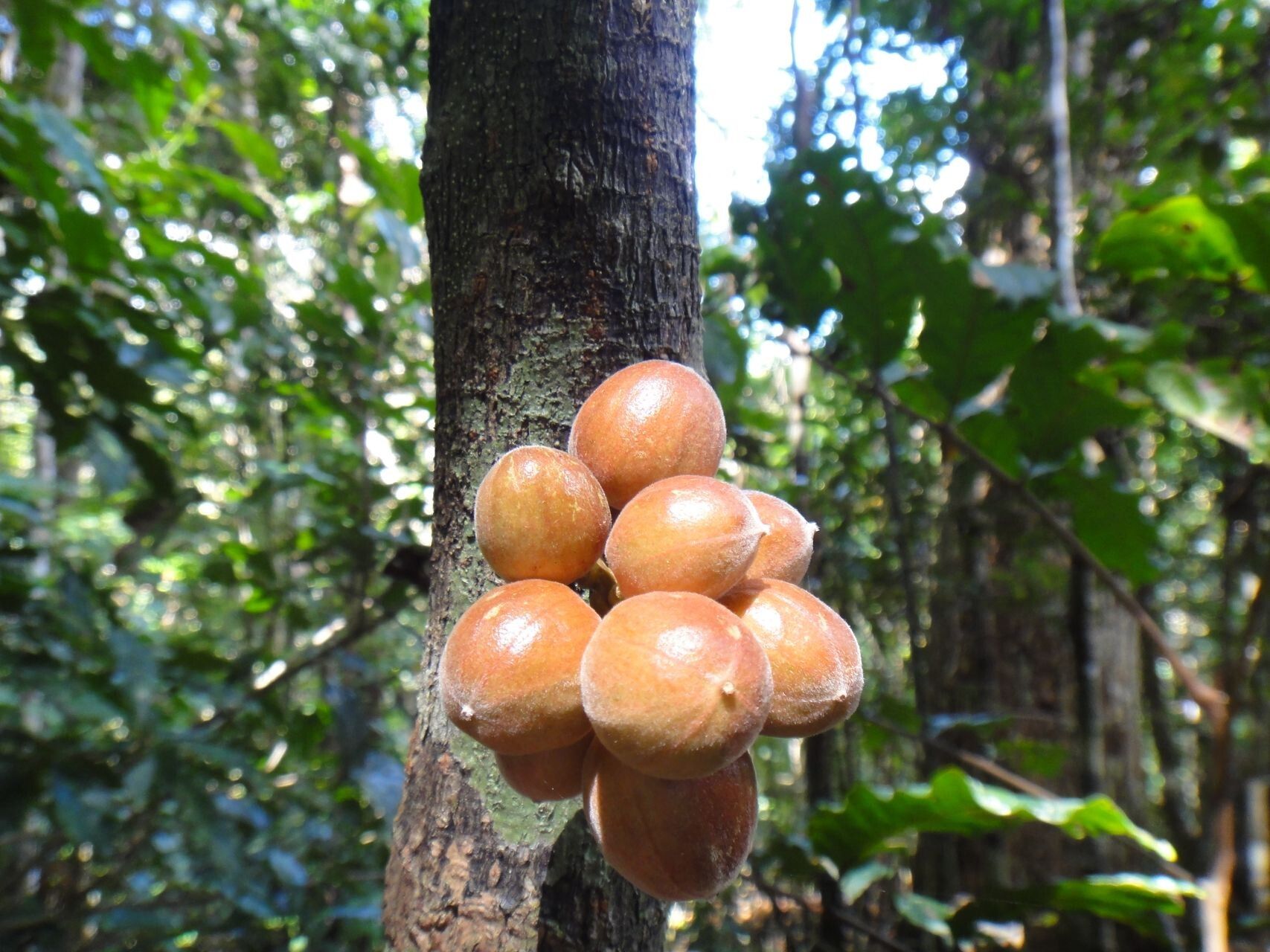 Didymocheton macranthus fruit