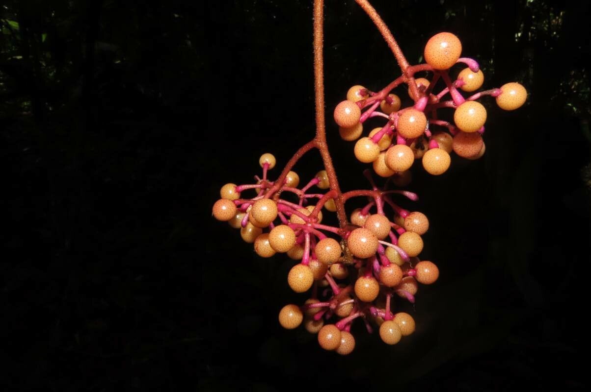 Ardisia brenesii fruit
