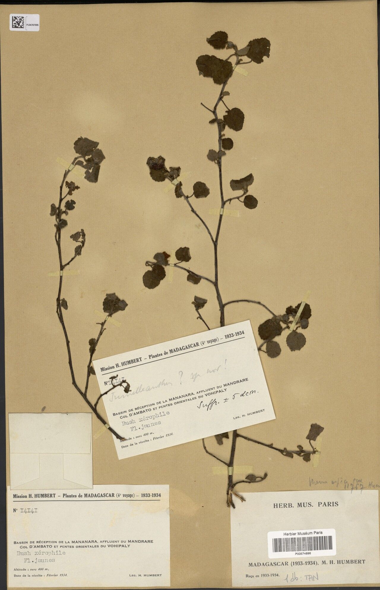 Melhania ambovombeensis — related species from the same genus