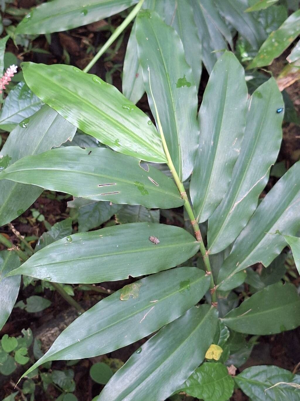 Aframomum mildbraedii — houseplant care guide