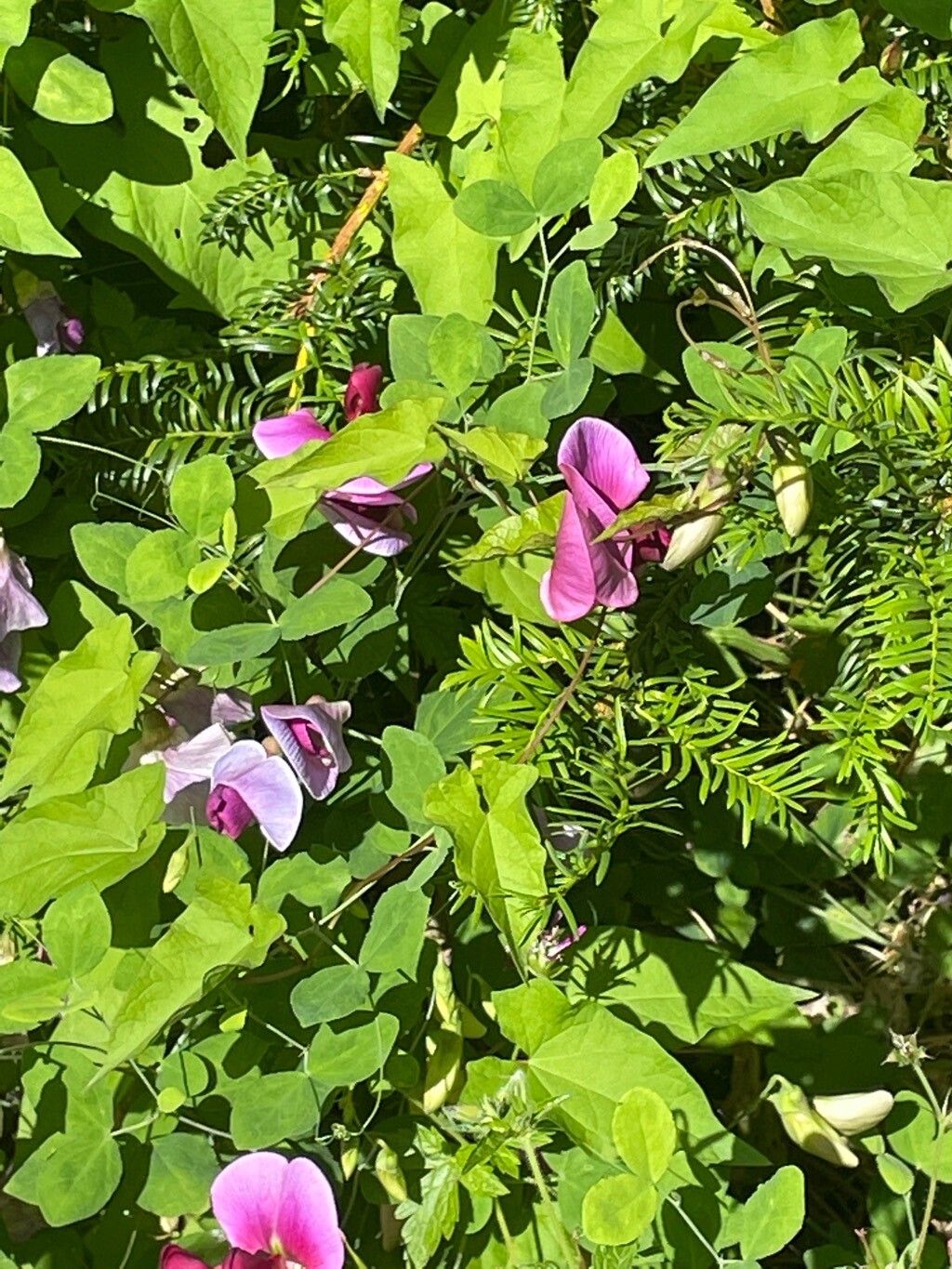 Lathyrus grandiflorus habit