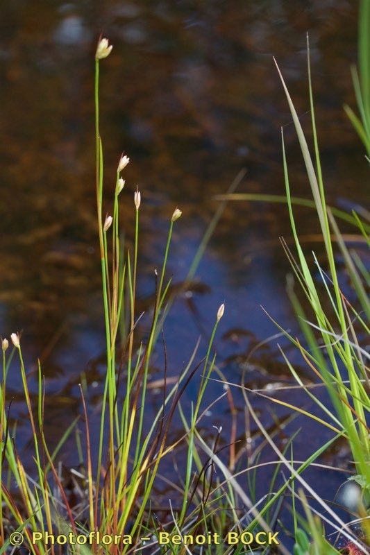 Juncus stygius habit