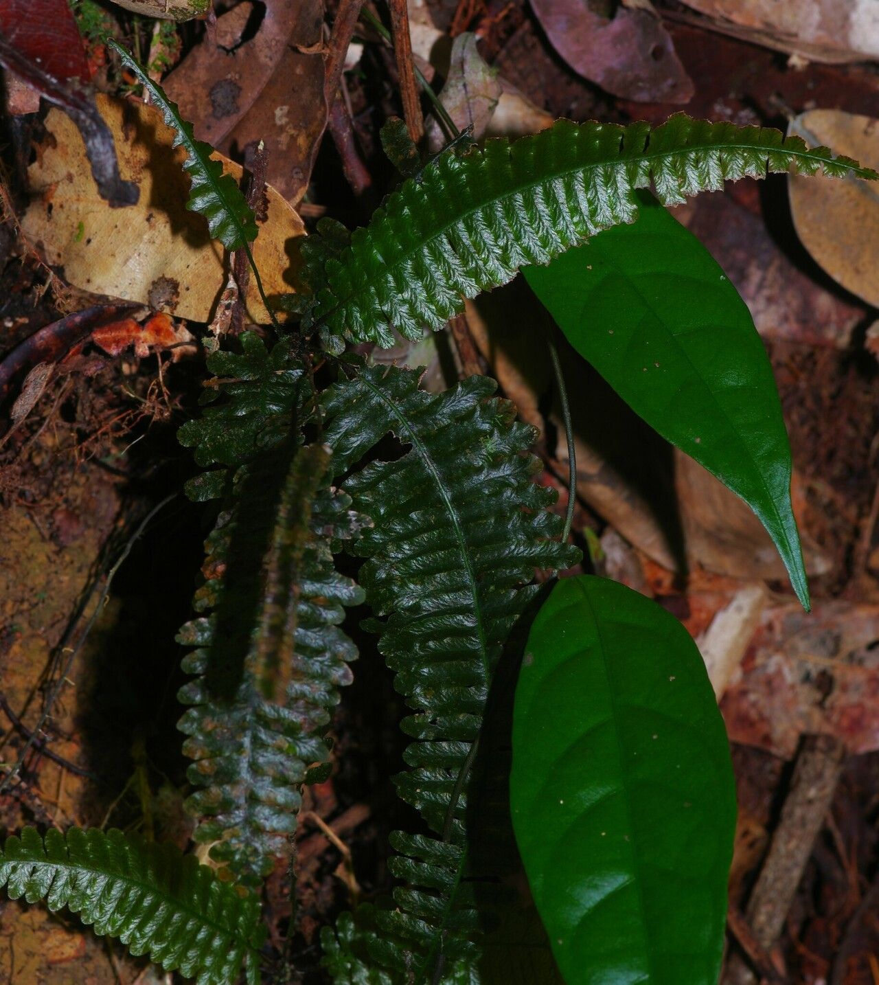 Trichomanes trollii leaf