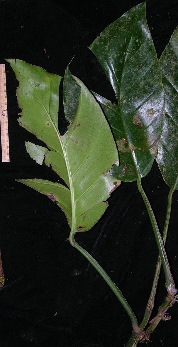 Monstera molinae other