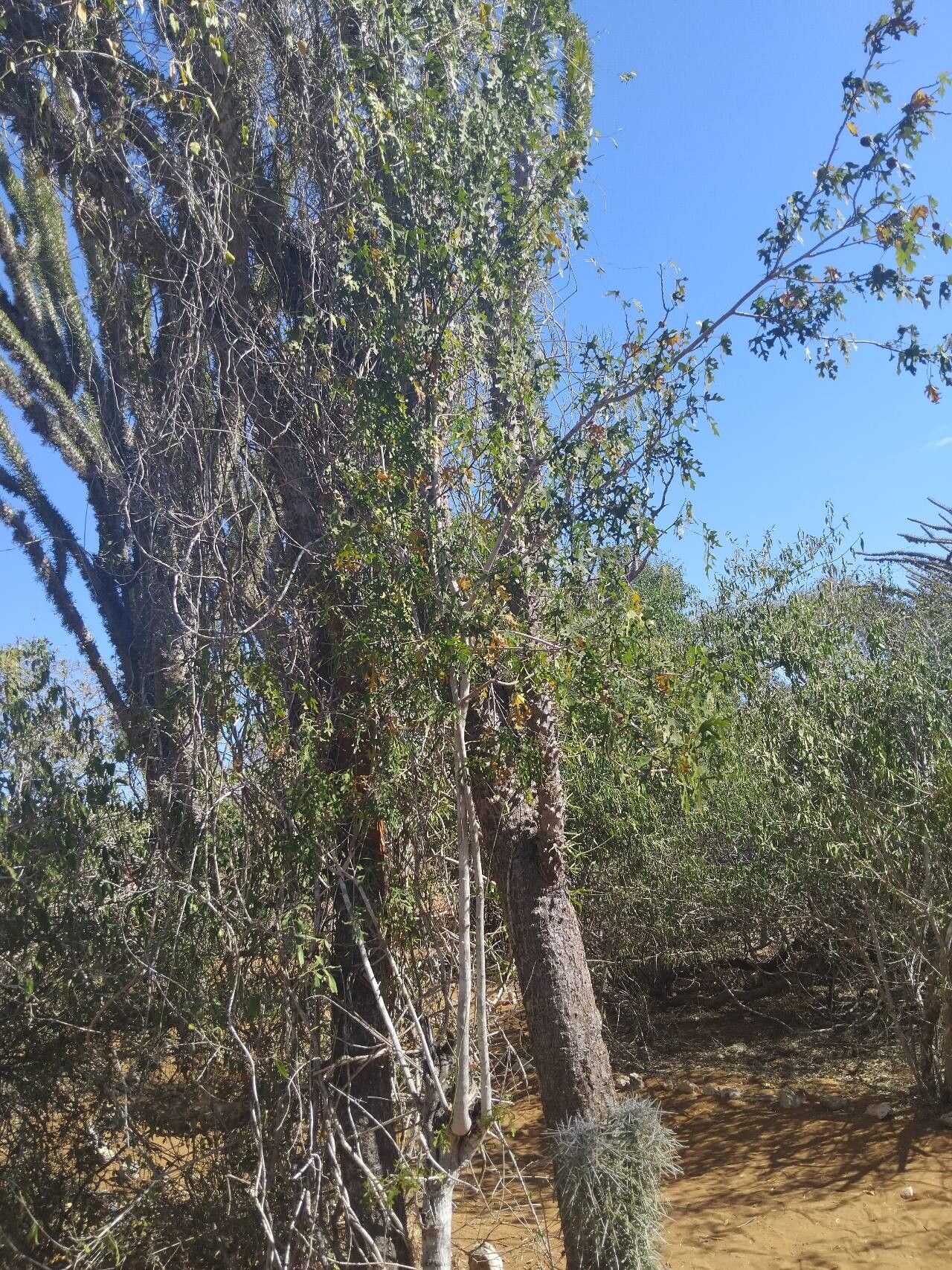 Kosteletzkya diplocrater habit