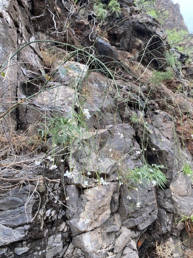 Crambe scoparia habit