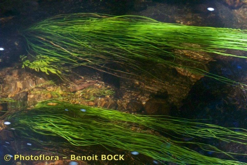 Isoetes longissima habit