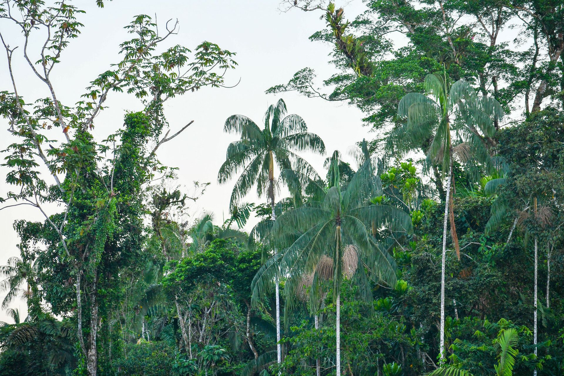 Euterpe catinga habit