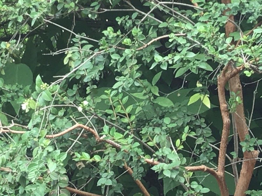 Luma apiculata — search result for 'Chile'