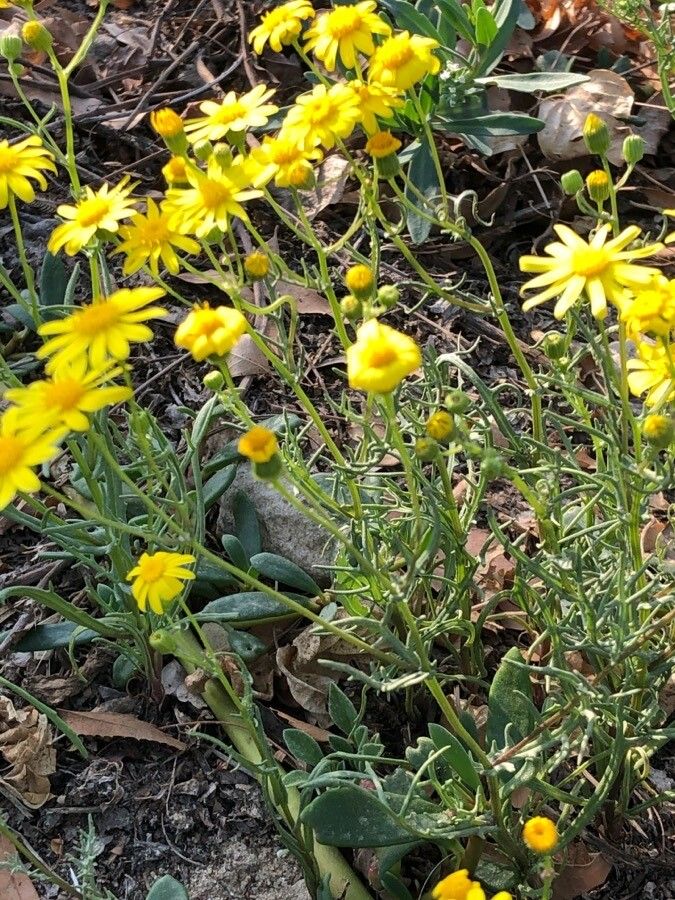 Senecio glaucus leaf