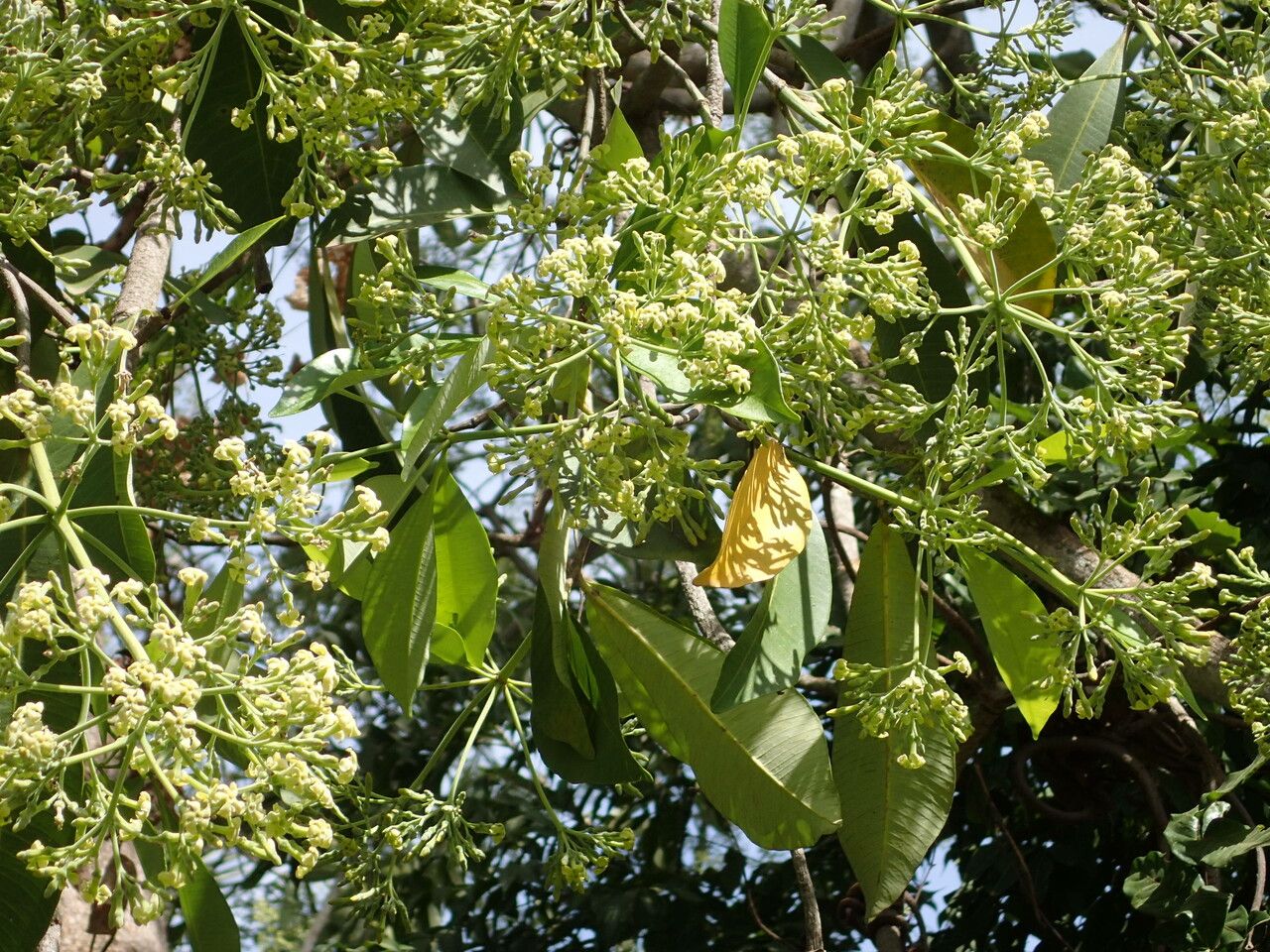 Alstonia boonei other