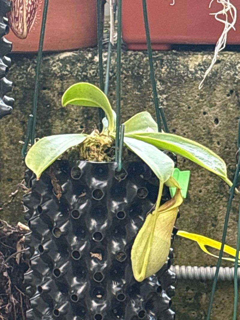 Nepenthes spathulata — search result for 'Nepenthes'