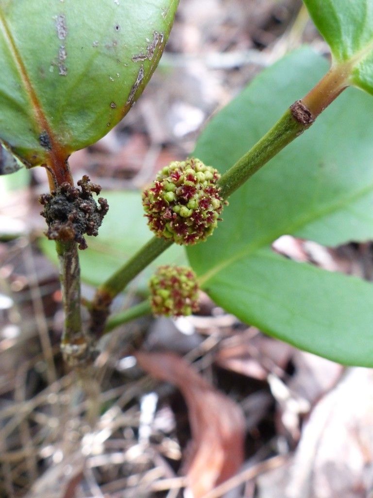 Phyllanthus macrochorion flower