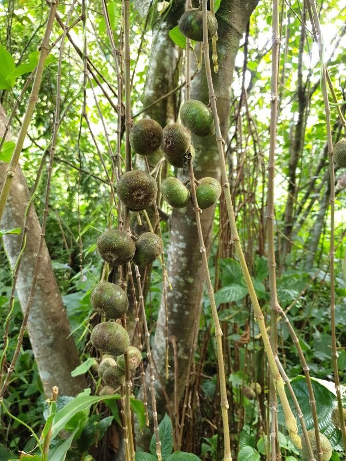 Ficus mauritiana fruit