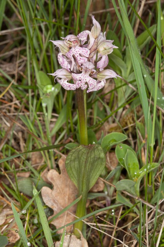 Neotinea lactea — search result for 'Tunisia'