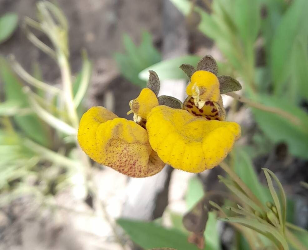 Calceolaria polyrhiza flower