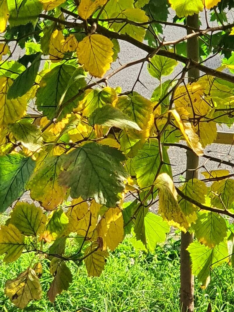 Karpatiosorbus latifolia — houseplant care guide