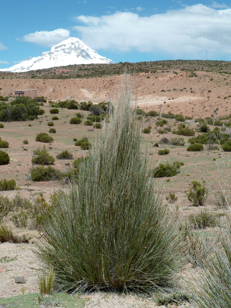 Festuca chrysophylla — search result for 'Festuca'