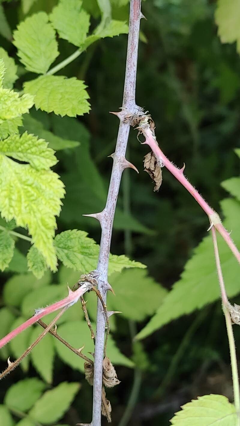 Rubus cockburnianus bark