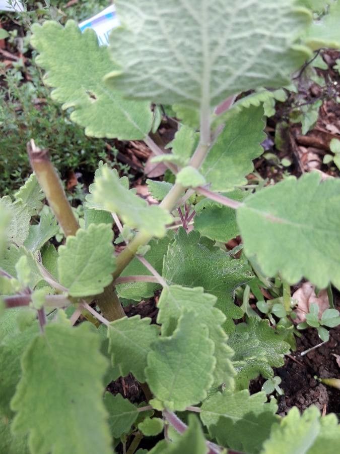 Tetradenia riparia bark