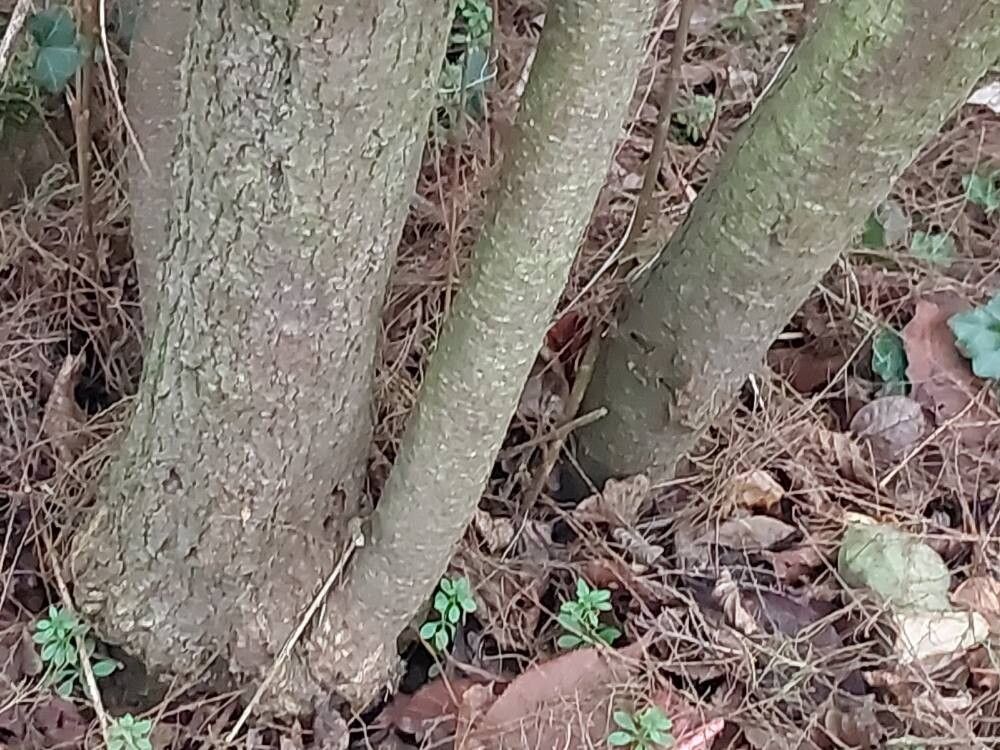 Tamarix hispida bark