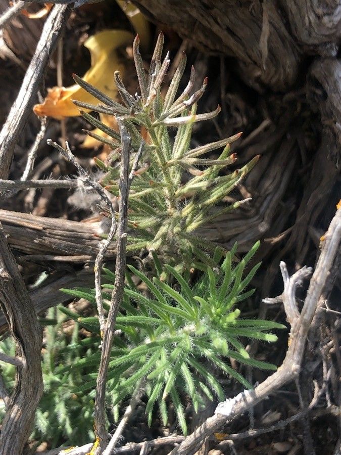Teucrium pseudochamaepitys leaf