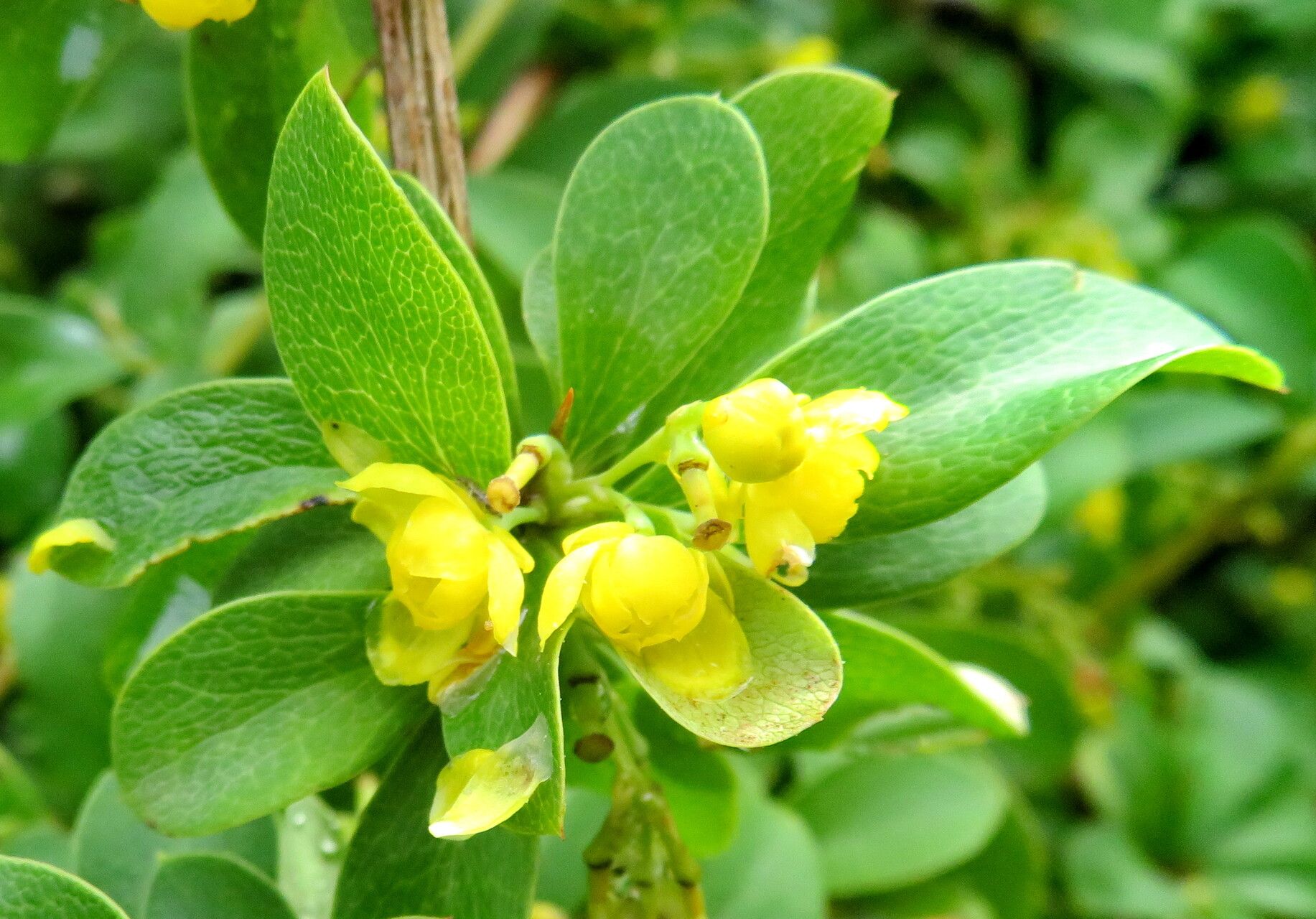 Berberis virescens flower