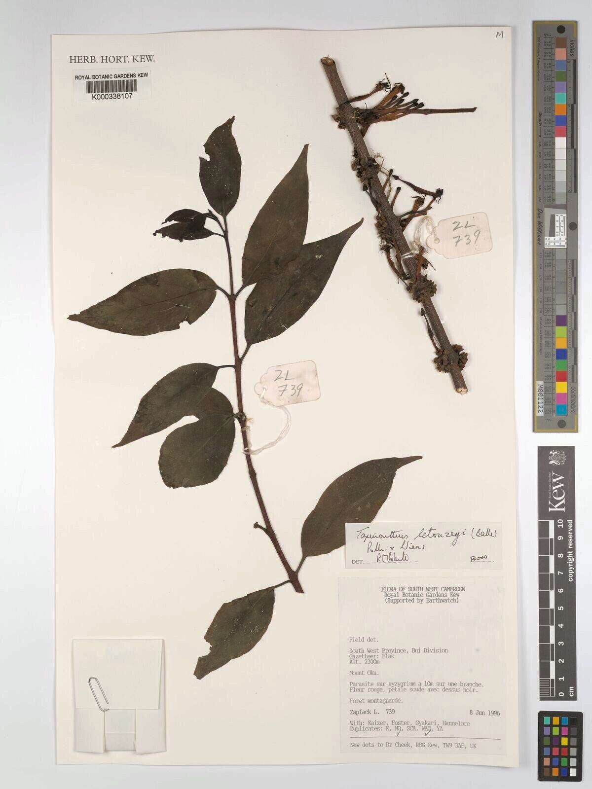 Tapinanthus letouzeyi — houseplant care guide