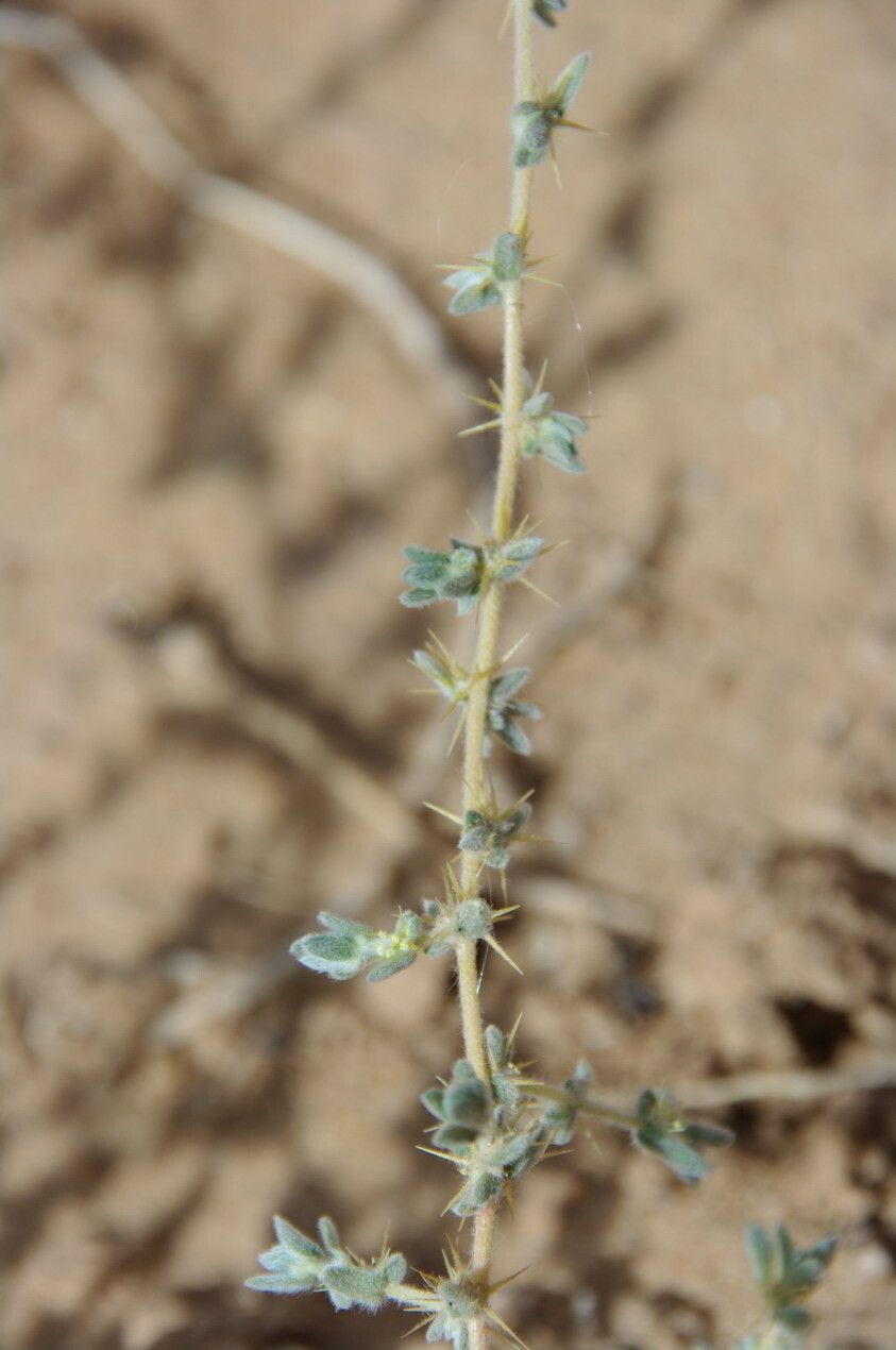 Bassia muricata other