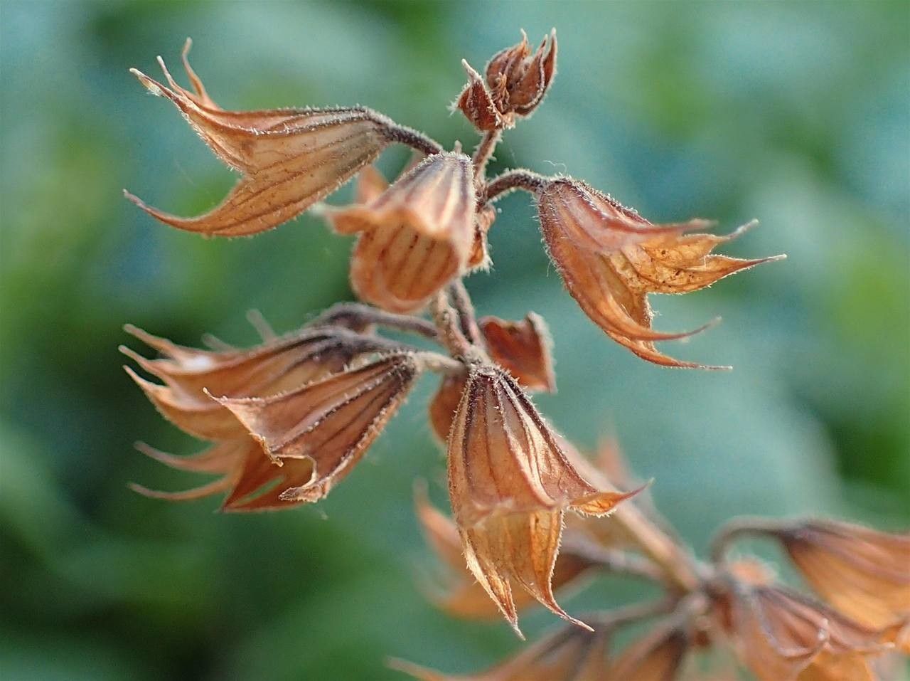 Horminum pyrenaicum fruit