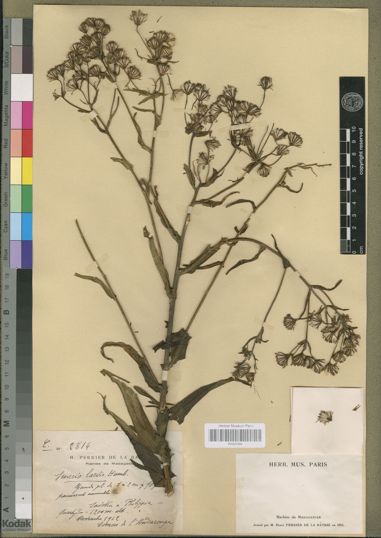 Senecio laevis — houseplant care guide